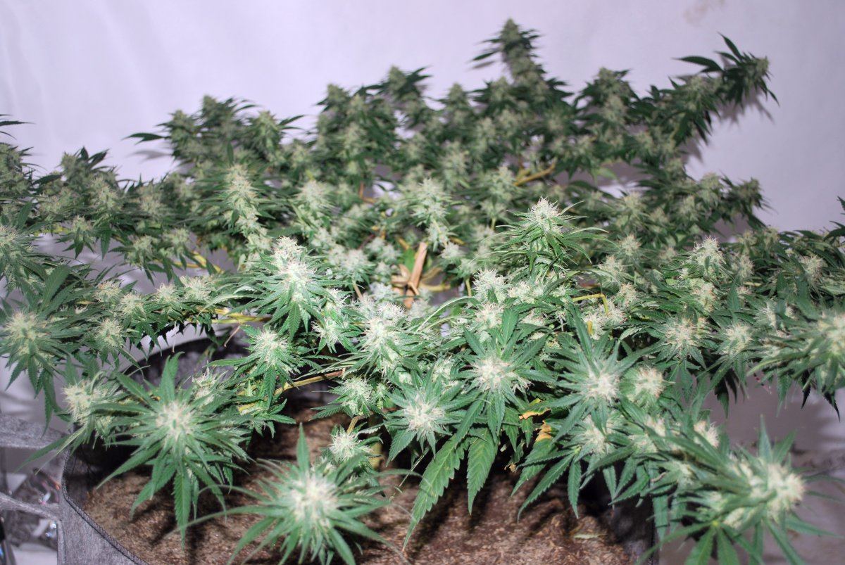 DSC 0008