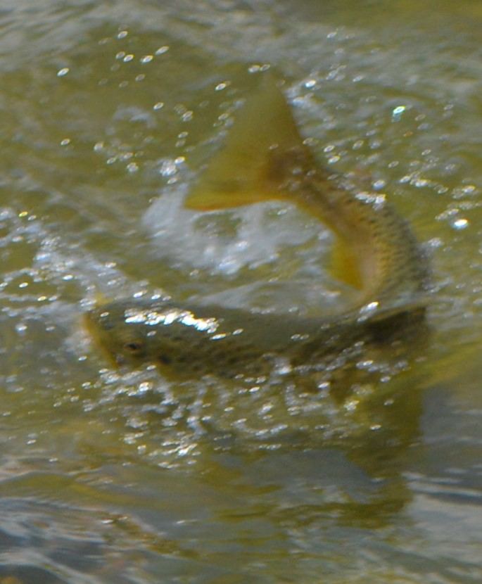 DSC 0020 2