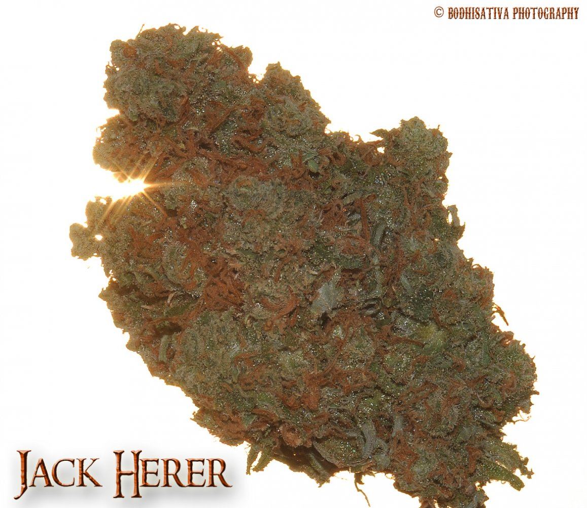 DSC 0030 jack herer crc edited 1