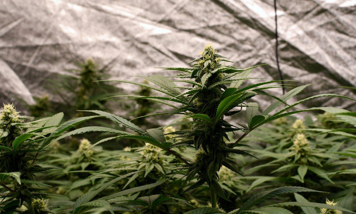 DSC 0030