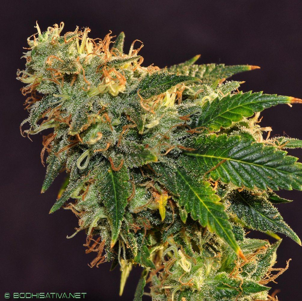 DSC 0094 copy larg3 chem d 73 
