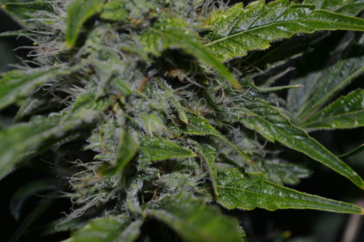 DSC 0158