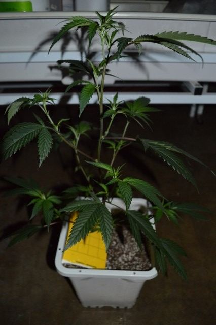 DSC 0190 426x640