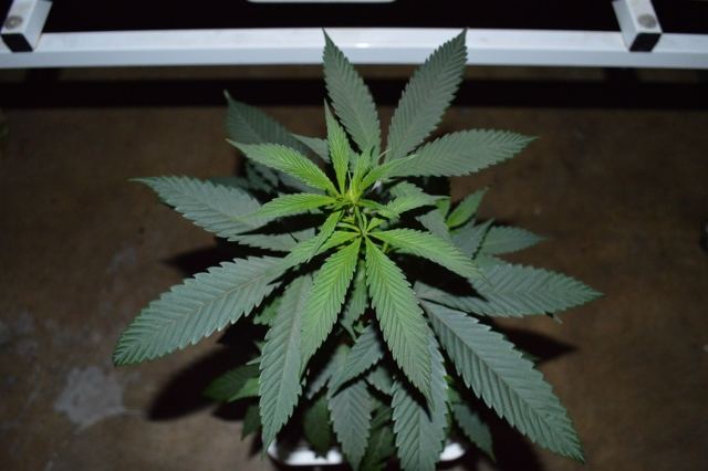DSC 0193 640x426