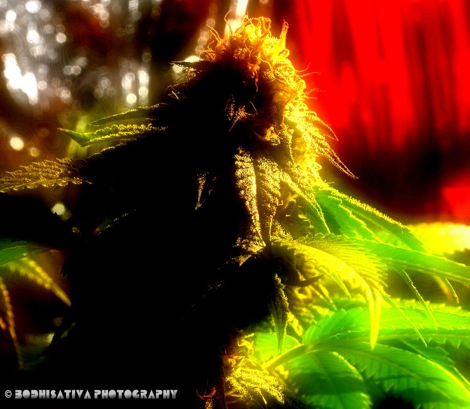 DSC 0193 edited 1