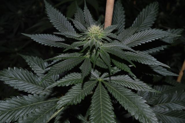 DSC 0210 640x426