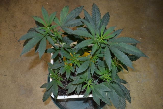 DSC 0213 640x426