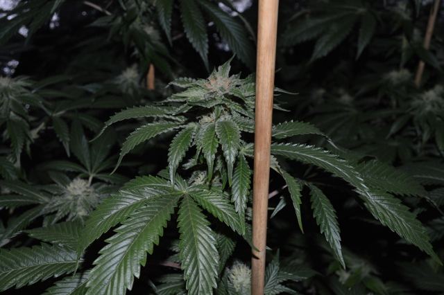 DSC 0231 640x426