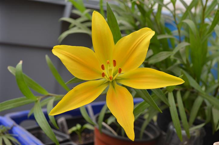 DSC 0244