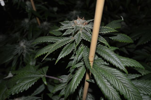 DSC 0246 640x426