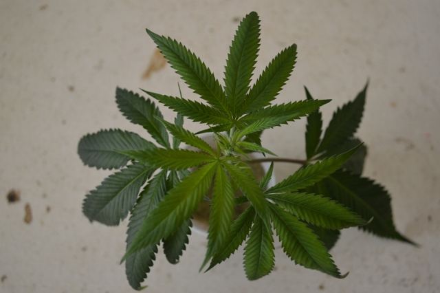 DSC 0248 640x426