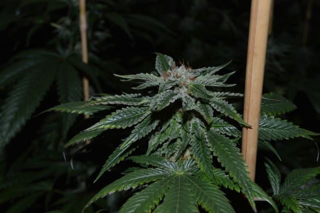 DSC 0273 640x426