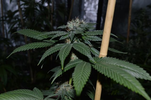 DSC 0284 640x426