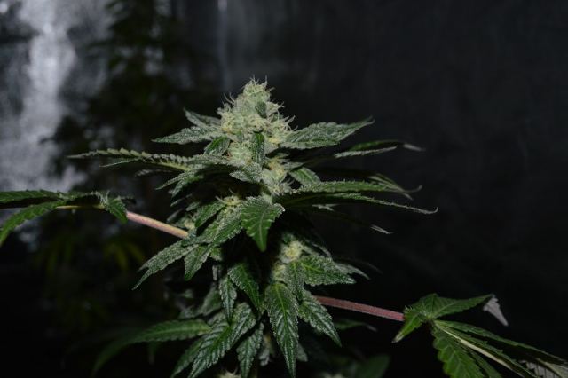 DSC 0288 640x426