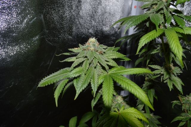 DSC 0295 640x426