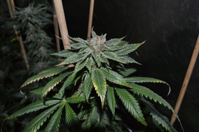 DSC 0302 640x426