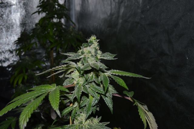 DSC 0303 640x426