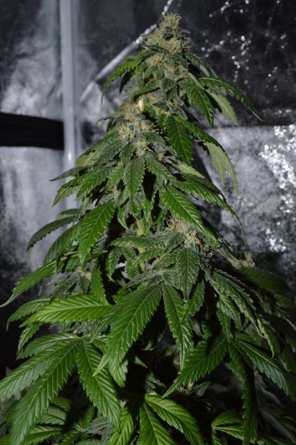 DSC 0310 426x640