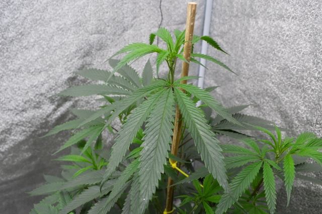 DSC 0311 640x426
