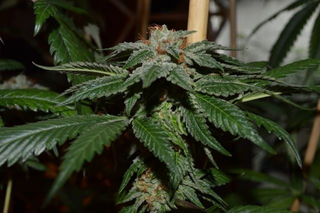 DSC 0315 640x426