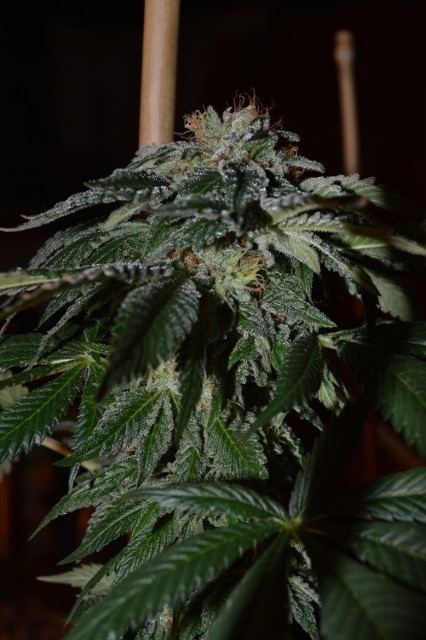 DSC 0316 426x640