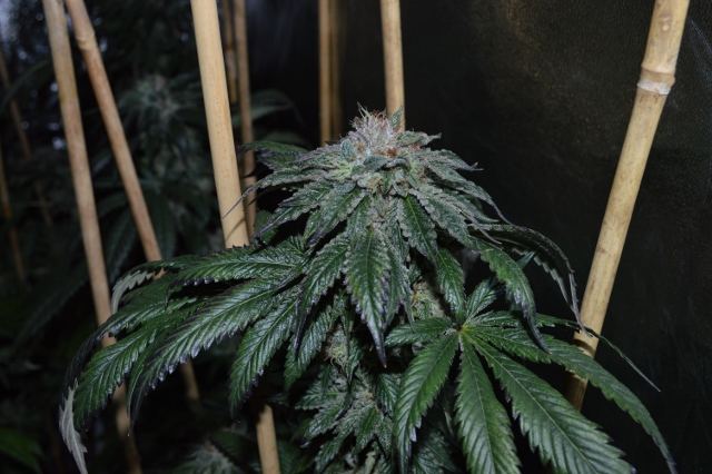 DSC 0320 640x426