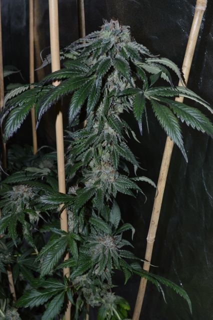 DSC 0321 426x640