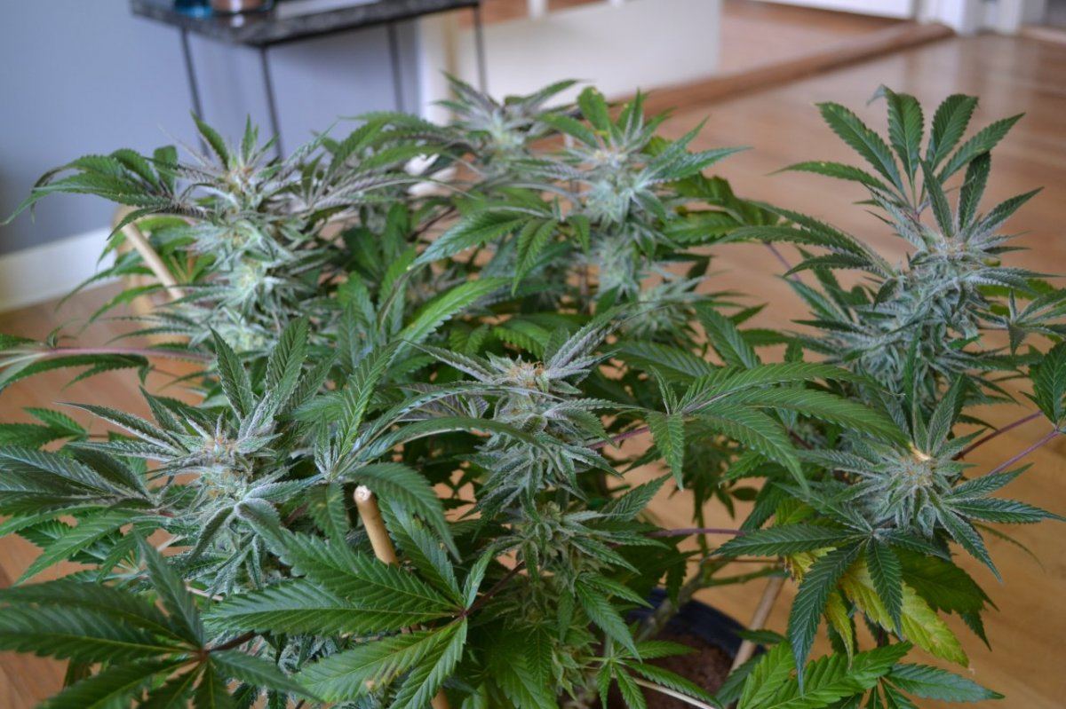 DSC 0329