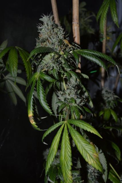 DSC 0335 426x640