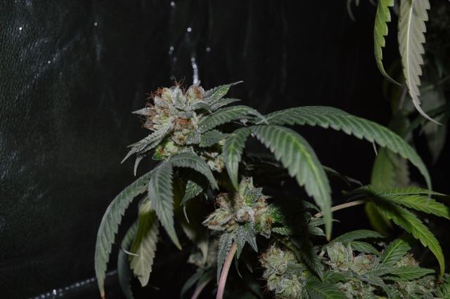DSC 0342 640x426