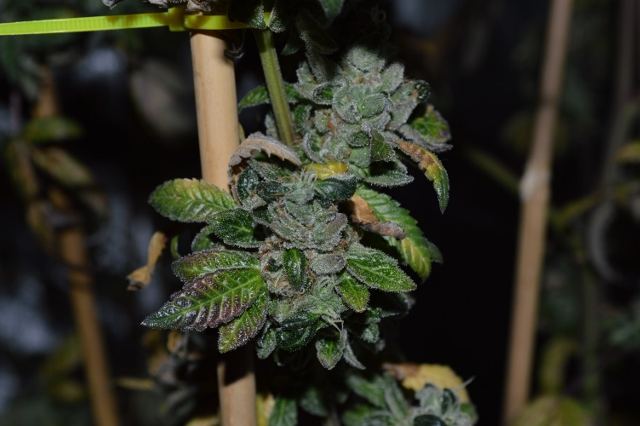 DSC 0347 640x426