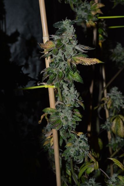 DSC 0348 426x640