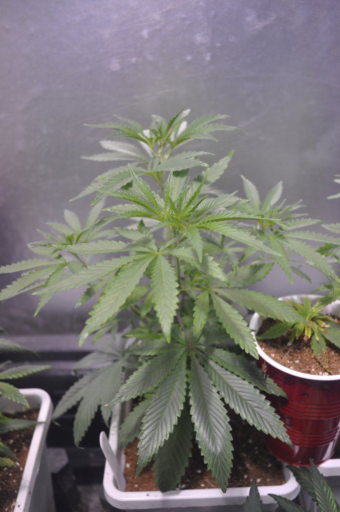 DSC 0457