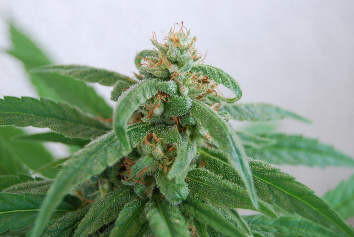 DSC 0656