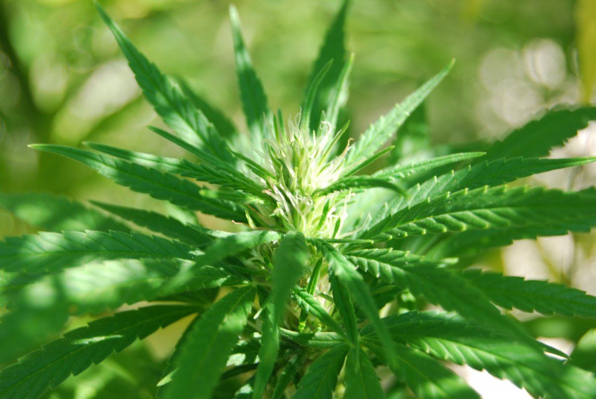 DSC 0730