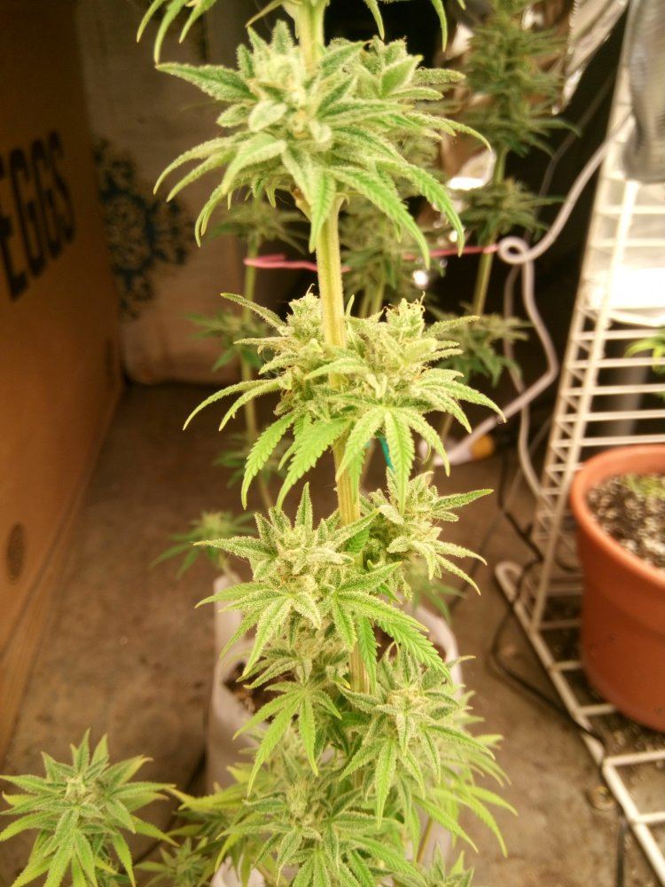 DSC 1447