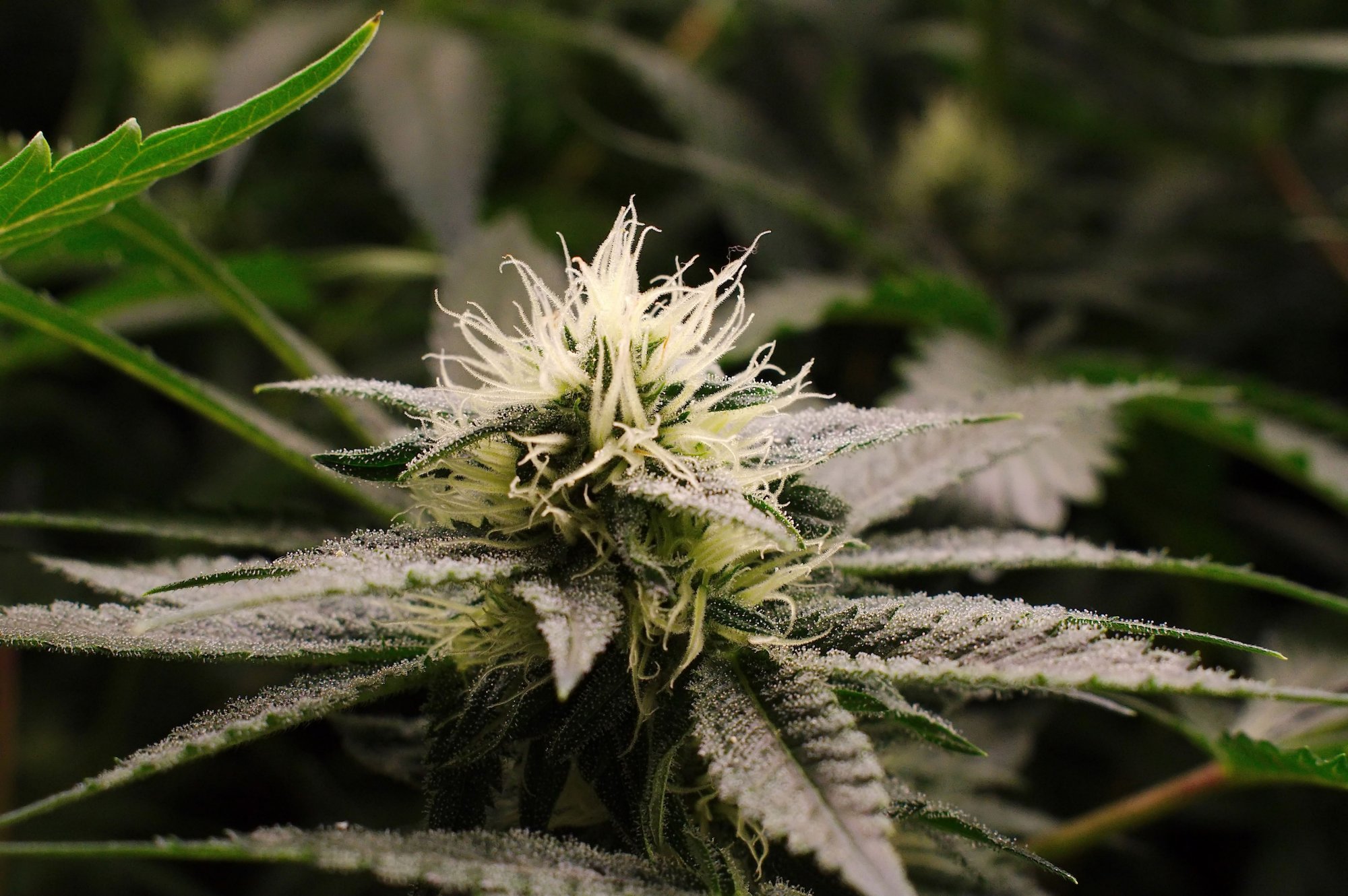 DSC 1926