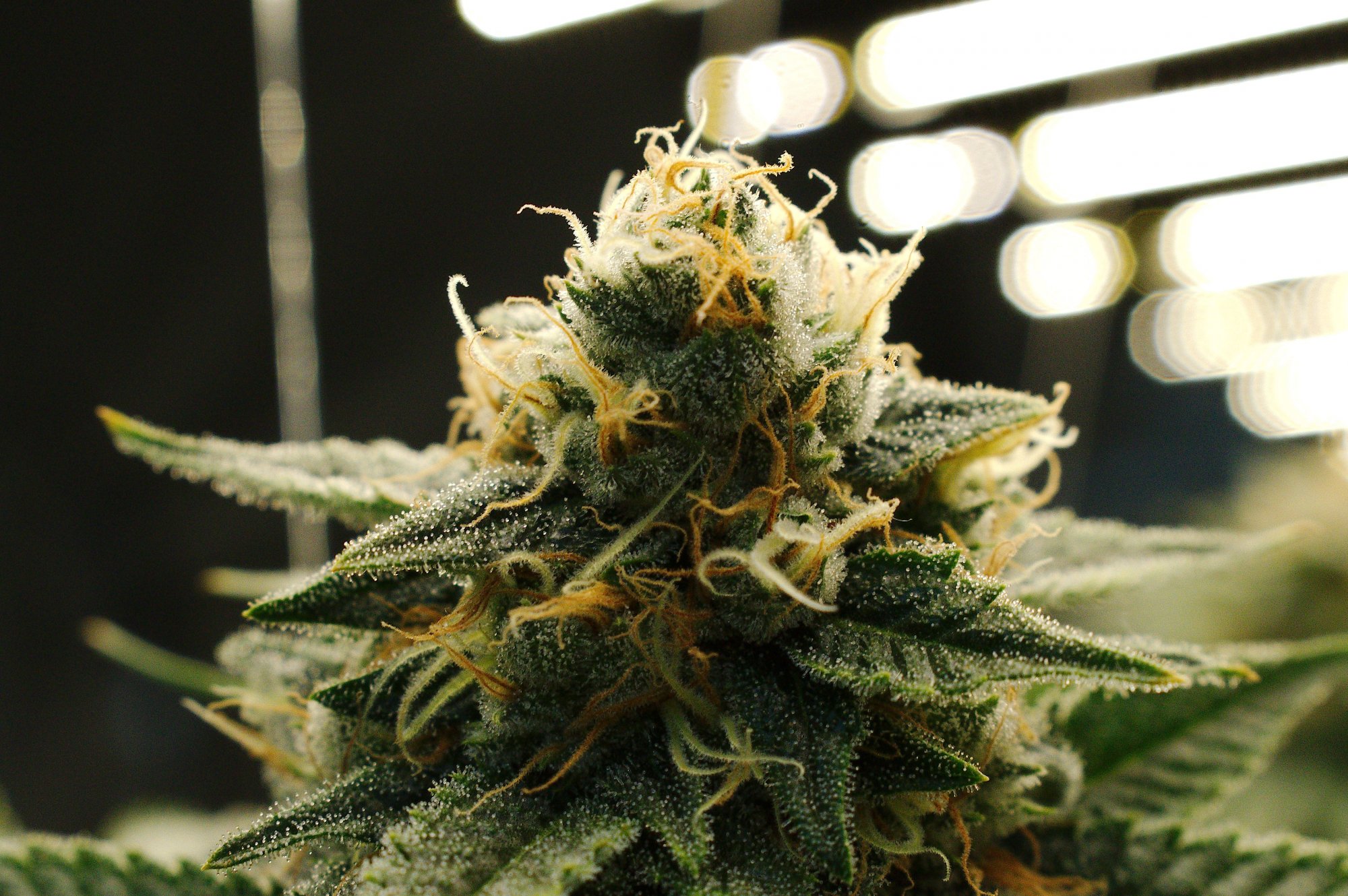 DSC 2719