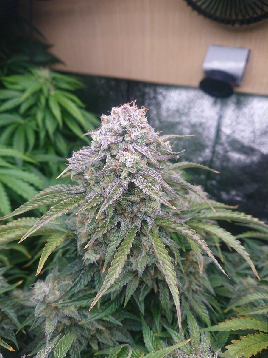 DSC 5500