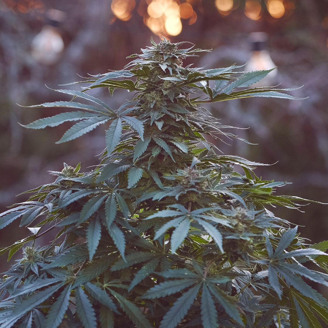DSCF0006 IG NEW