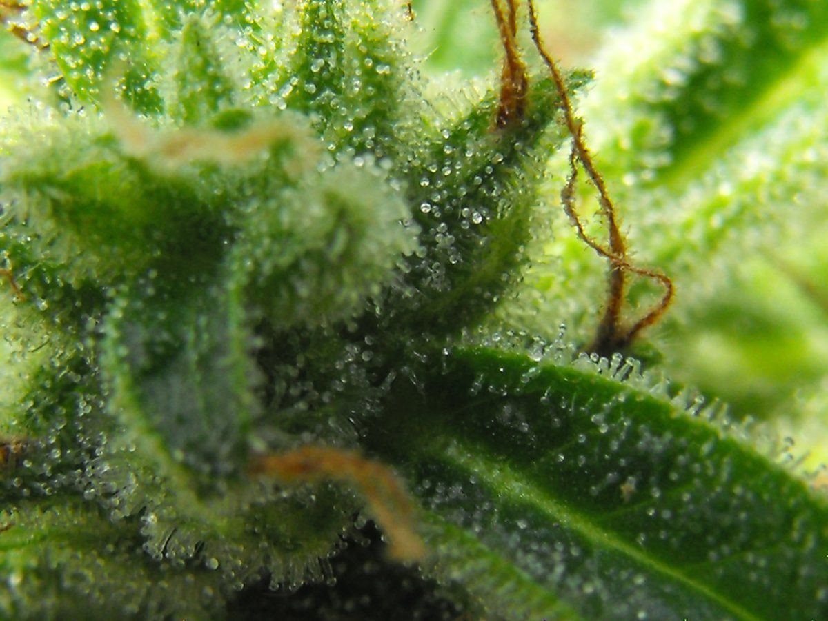 DSCF0011