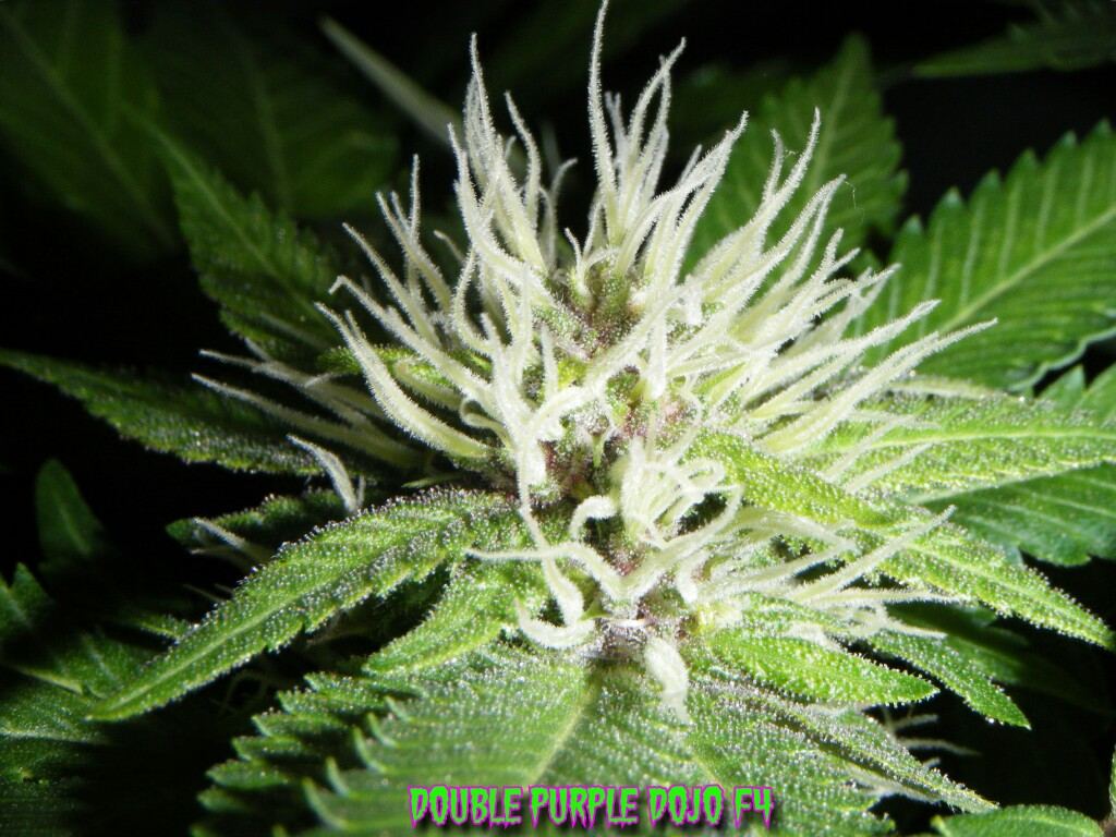 DSCF0012 wm