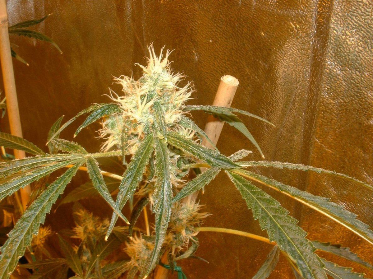 DSCF0013