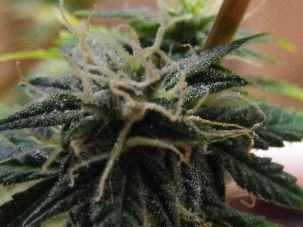 DSCF0017