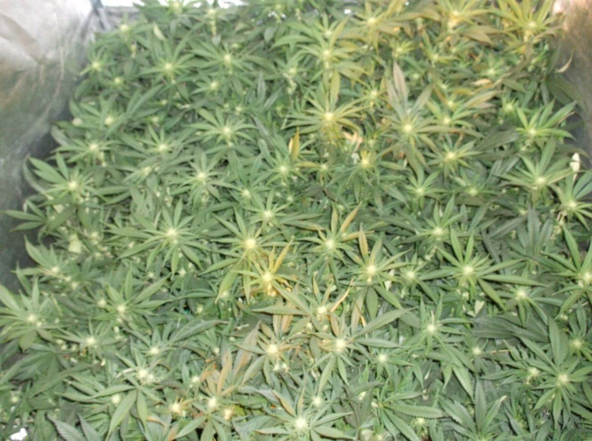 DSCF0035