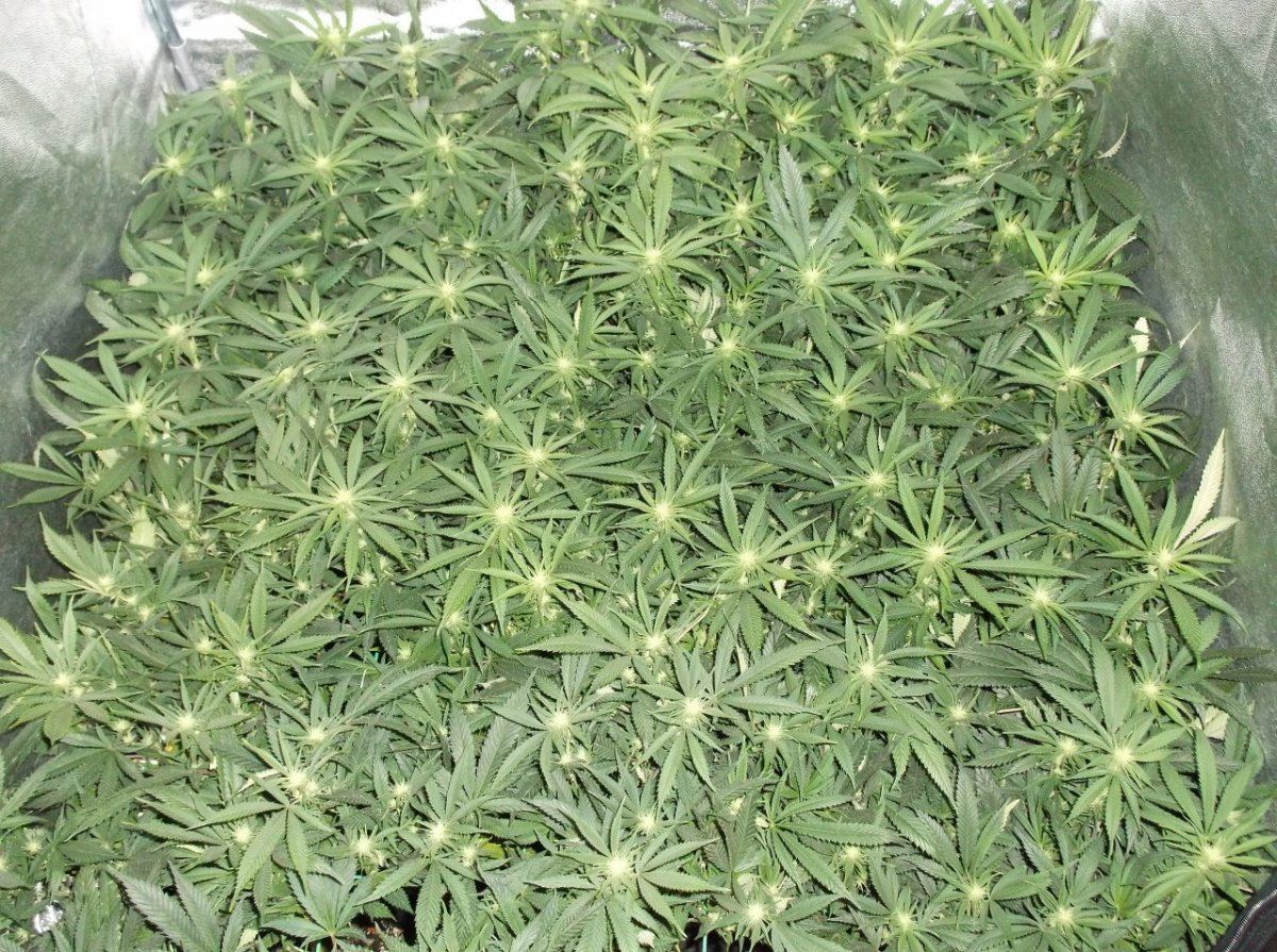 DSCF0036