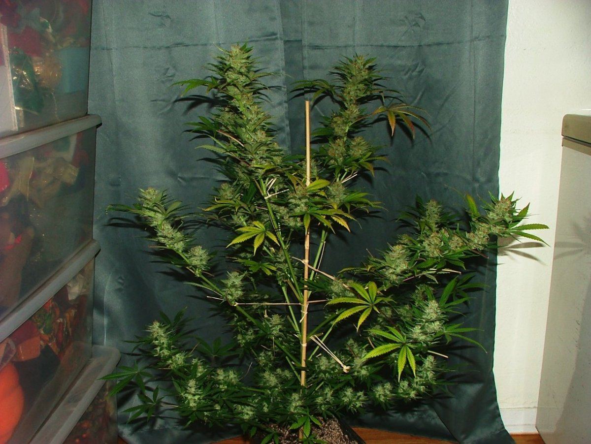 DSCF0121