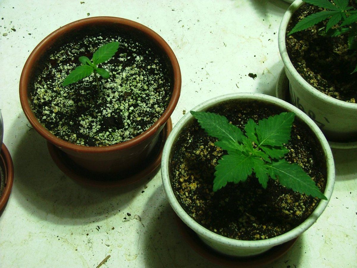 DSCF0135