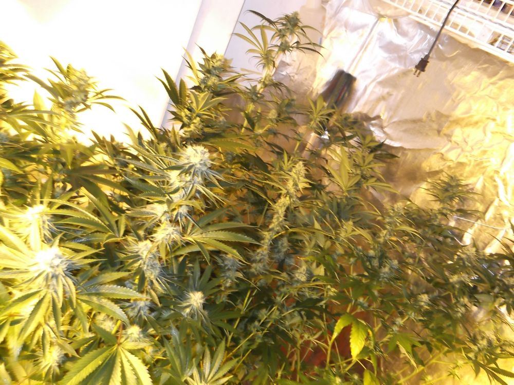 DSCF0142