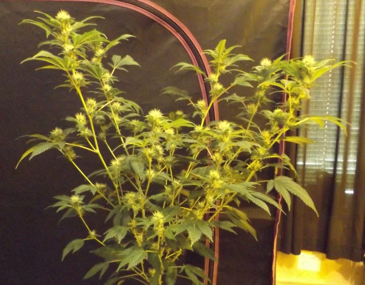 DSCF0234